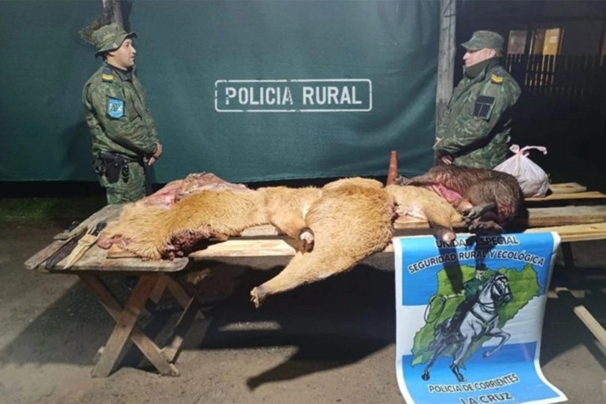 Cazaron un ciervo de los pantanos. Foto: Policía de los pantanos.