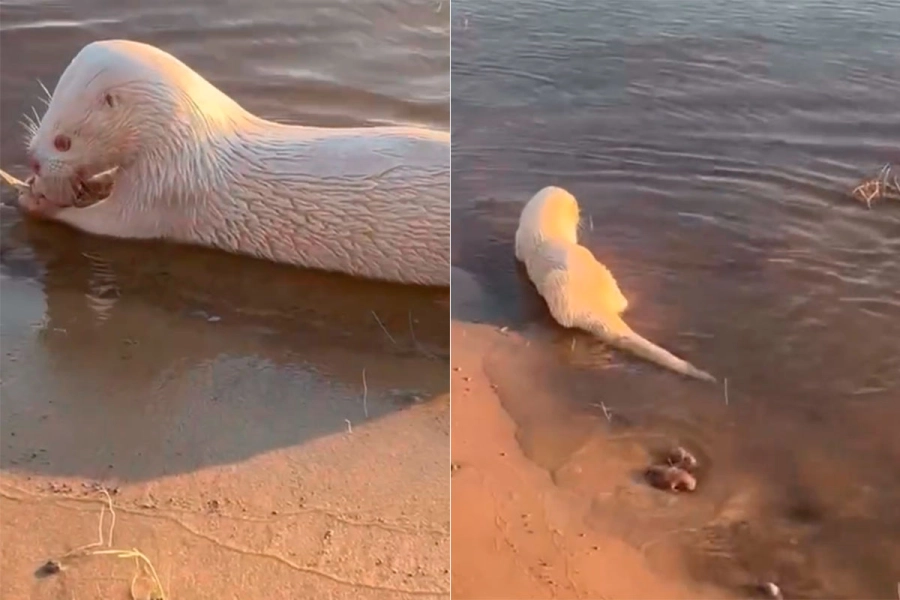 Lobito de río albino