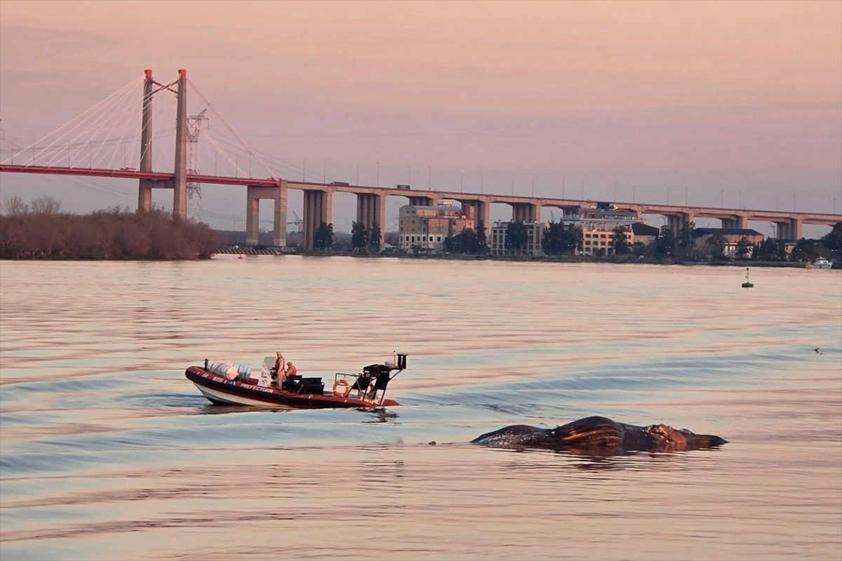 Ballena hallada muerta en el Paraná. Foto: Archivo