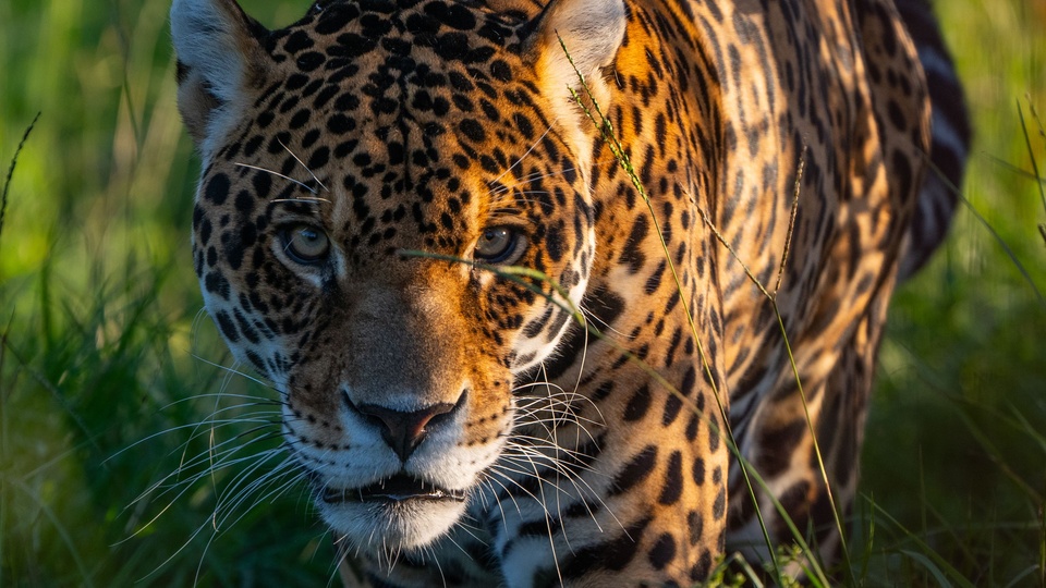 Mataron, carnearon y se comieron a un yaguareté: comienza un juicio histórico en Formosa | Un animal en peligro crítico de extinción