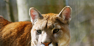 Puma. Foto: Ilustrativa