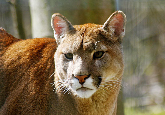Puma. Foto: Ilustrativa