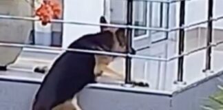 Un perro quedó colgando del balcón y la desesperante escena se viralizó en redes