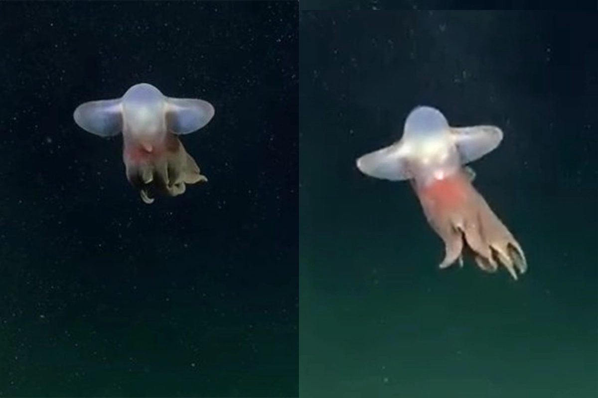 Dumbo, el nuevo hallazgo del Conicet.