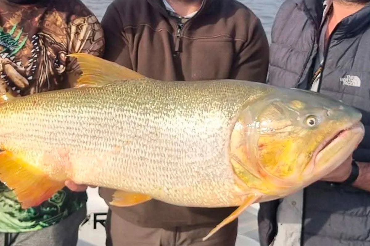 Dorado de 30 kilos en el río Paraná. Foto: TNEsquina Dorado de 30 kilos en el río Paraná. Foto: TNEsquina