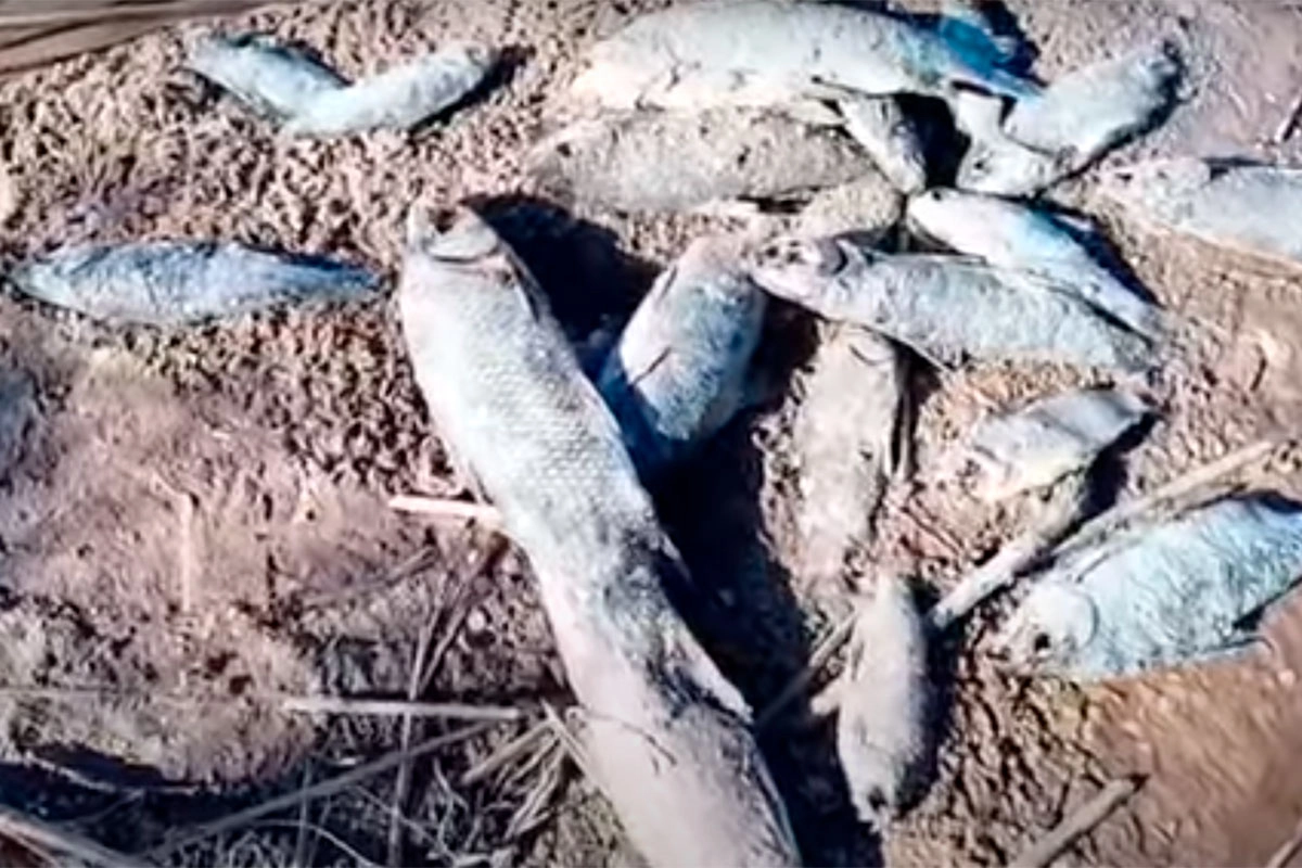 Aparecieron más de 100 peces muertos en un arroyo entrerriano