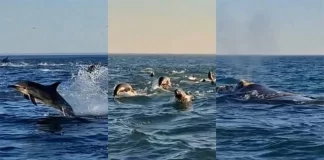 Delfines, lobos marinos y una ballena ante la vista de los pescadores. Foto: La Capital MDP