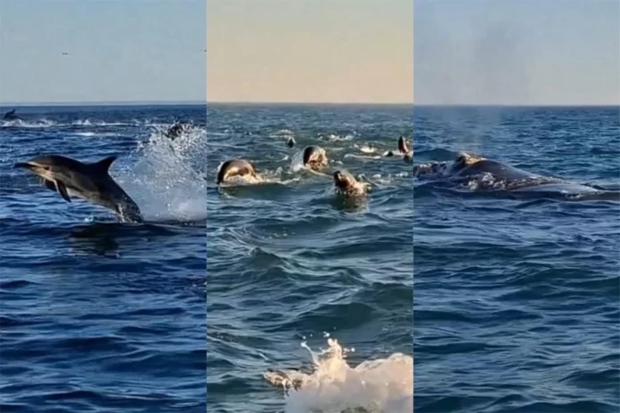 Delfines, lobos marinos y una ballena ante la vista de los pescadores. Foto: La Capital MDP