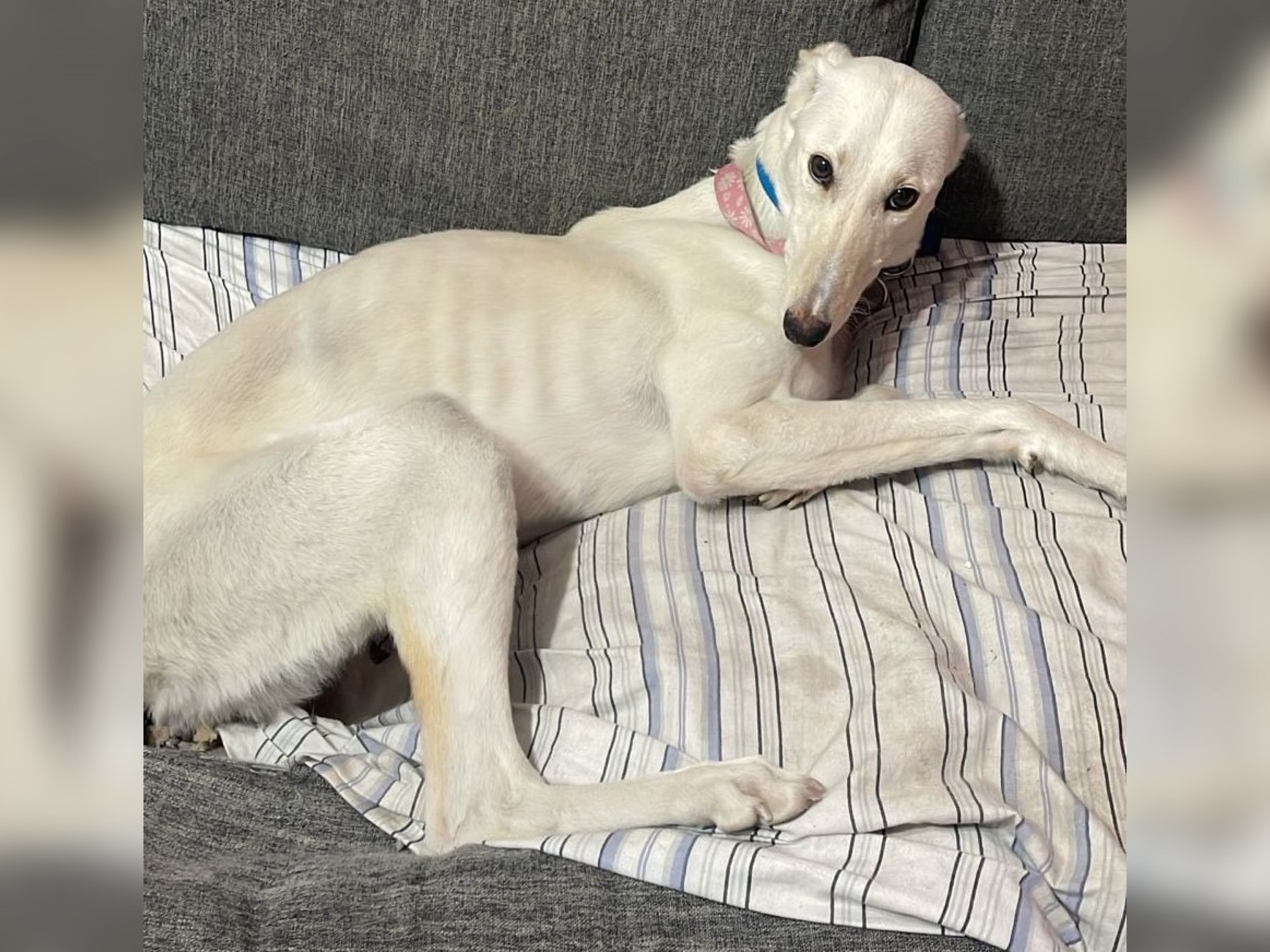 la dura historia de Yuki, la galga que tuvo una segunda oportunidad