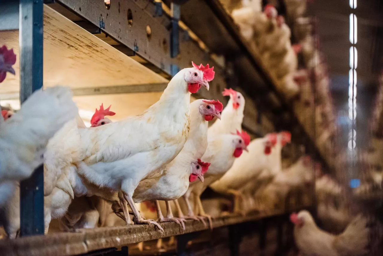 Suspenden exportaciones aviares