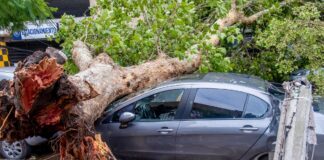 Árboles caídos y zonas anegadas por el temporal en Mar del Plata: piden a los vecinos que no salgan de sus casas