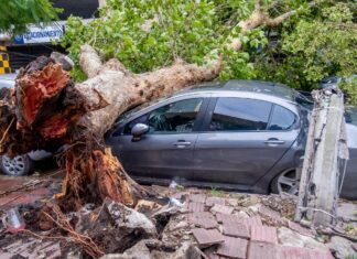 Árboles caídos y zonas anegadas por el temporal en Mar del Plata: piden a los vecinos que no salgan de sus casas