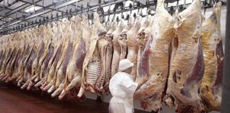 El Gobierno eliminó las retenciones a las carnes bovinas y avícolas hasta octubre