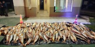 Decomisan mil kilos de dorado.