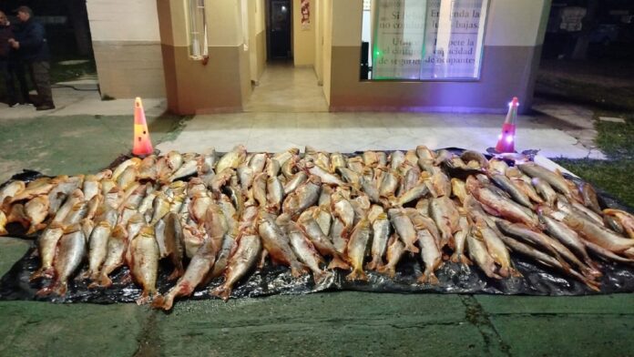 Decomisan mil kilos de dorado. Decomisan mil kilos de dorado.