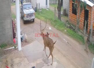 Un ciervo suelto en Chajarí. Foto: Captura de Video.