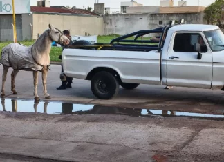 Conductor arrastraba un caballo con su camioneta