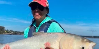 La carpa plateada que fue pescada en el río Uruguay. Foto: Concordia 24.