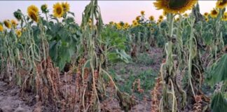 Entre Ríos refuerza controles para prevenir la plaga “jopo del girasol” en cultivos locales