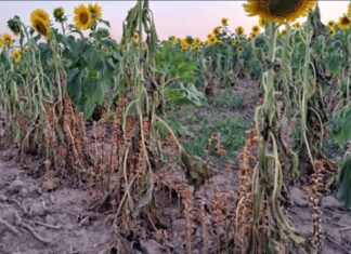 Entre Ríos refuerza controles para prevenir la plaga “jopo del girasol” en cultivos locales Entre Ríos refuerza controles para prevenir la plaga “jopo del girasol” en cultivos locales