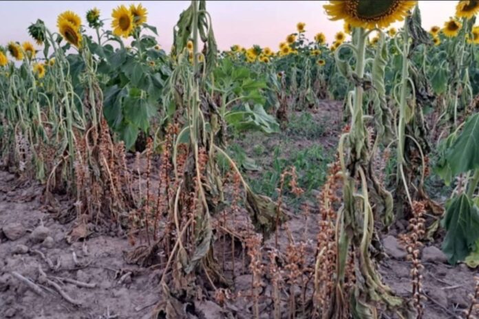 Entre Ríos refuerza controles para prevenir la plaga “jopo del girasol” en cultivos locales Entre Ríos refuerza controles para prevenir la plaga “jopo del girasol” en cultivos locales