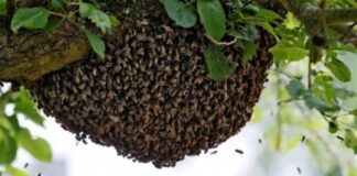 Un hombre murió tras ser atacado por un enjambre de abejas. Foto: Ilustrativa.