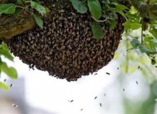 Un hombre murió tras ser atacado por un enjambre de abejas. Foto: Ilustrativa.