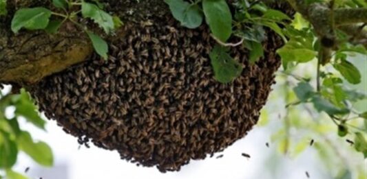 Un hombre murió tras ser atacado por un enjambre de abejas. Foto: Ilustrativa.