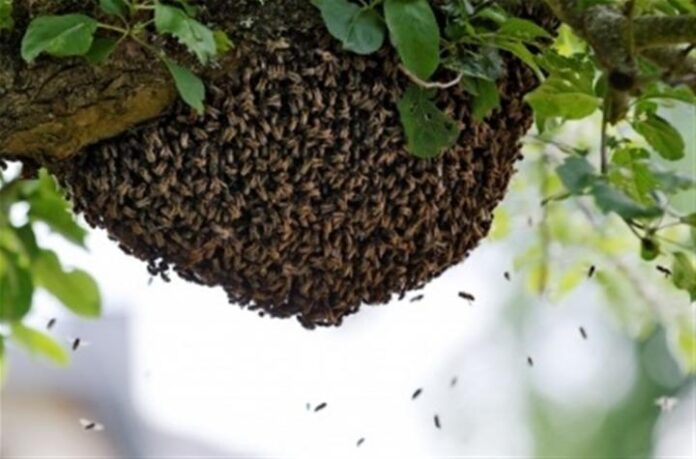 Un hombre murió tras ser atacado por un enjambre de abejas. Foto: Ilustrativa.