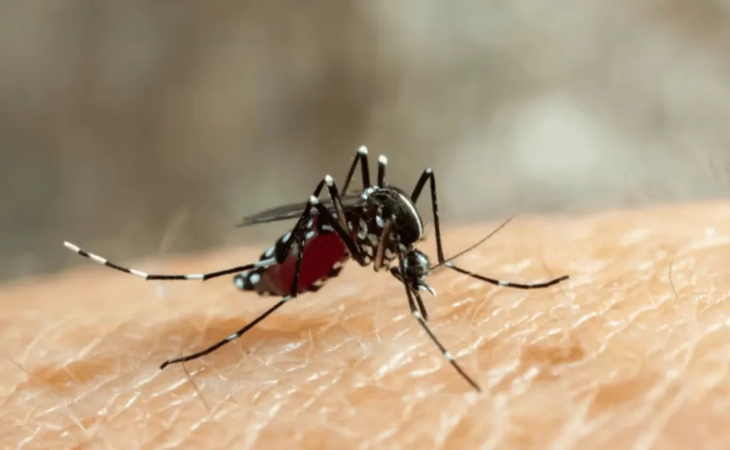 Dengue