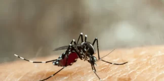 Dengue
