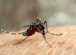 Dengue