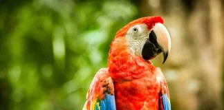 Matan con una gomera a “Charrúa”, el guacamayo rojo reintroducido en el Iberá