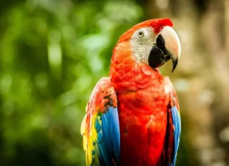 Matan con una gomera a “Charrúa”, el guacamayo rojo reintroducido en el Iberá Matan con una gomera a “Charrúa”, el guacamayo rojo reintroducido en el Iberá