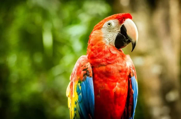 Matan con una gomera a “Charrúa”, el guacamayo rojo reintroducido en el Iberá