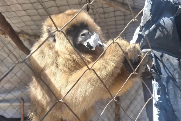El mono fue rescatado y liberado El mono fue rescatado y liberado