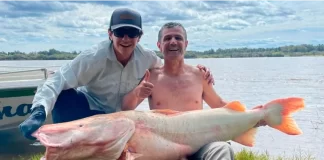 Surubí albino en el río Uruguay