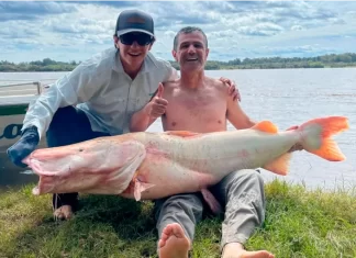Surubí albino en el río Uruguay