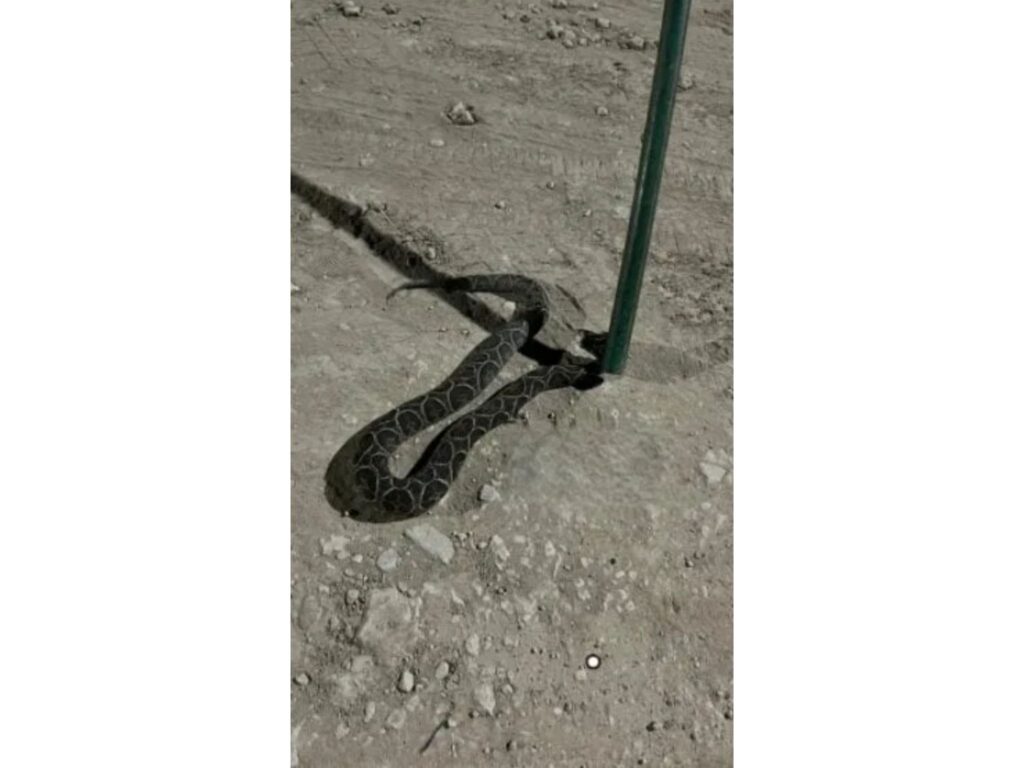 Hallaron una yarará en una casa en Paraná