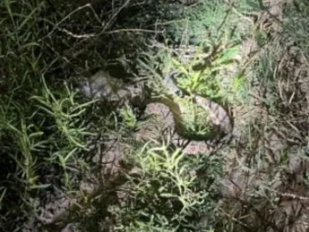 Hallaron una yarará en una casa en Paraná