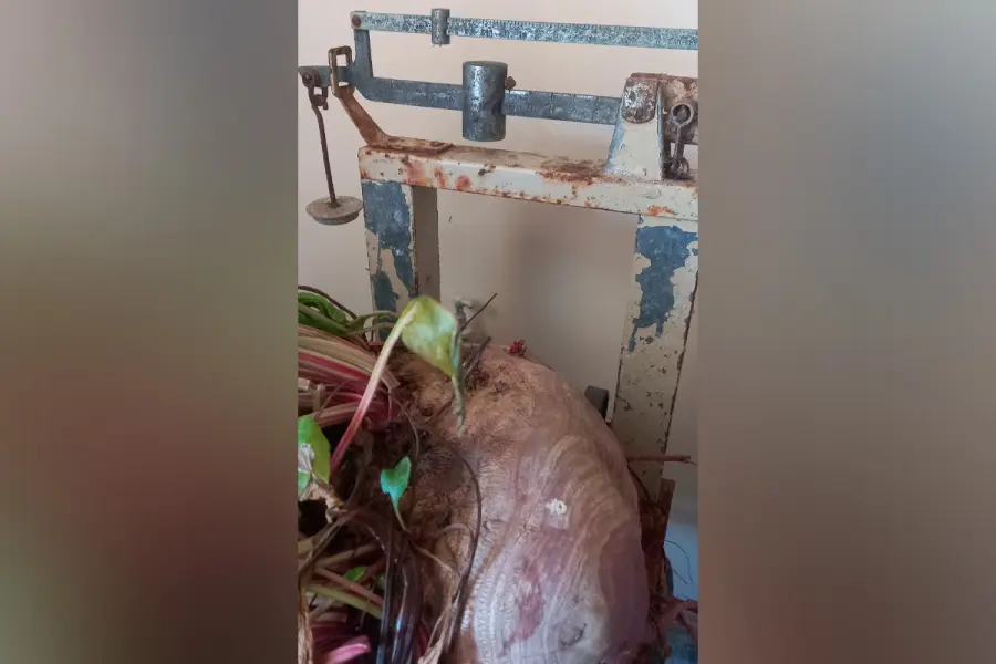 Estudiantes entrerrianos cosecharon una remolacha gigante de 11,8 kilos en una escuela agrotécnica