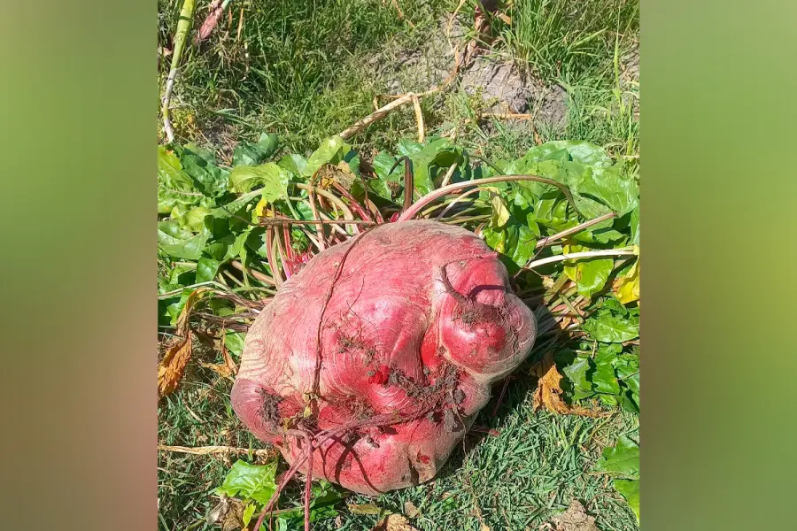 Estudiantes entrerrianos cosecharon una remolacha gigante de 11,8 kilos en una escuela agrotécnica