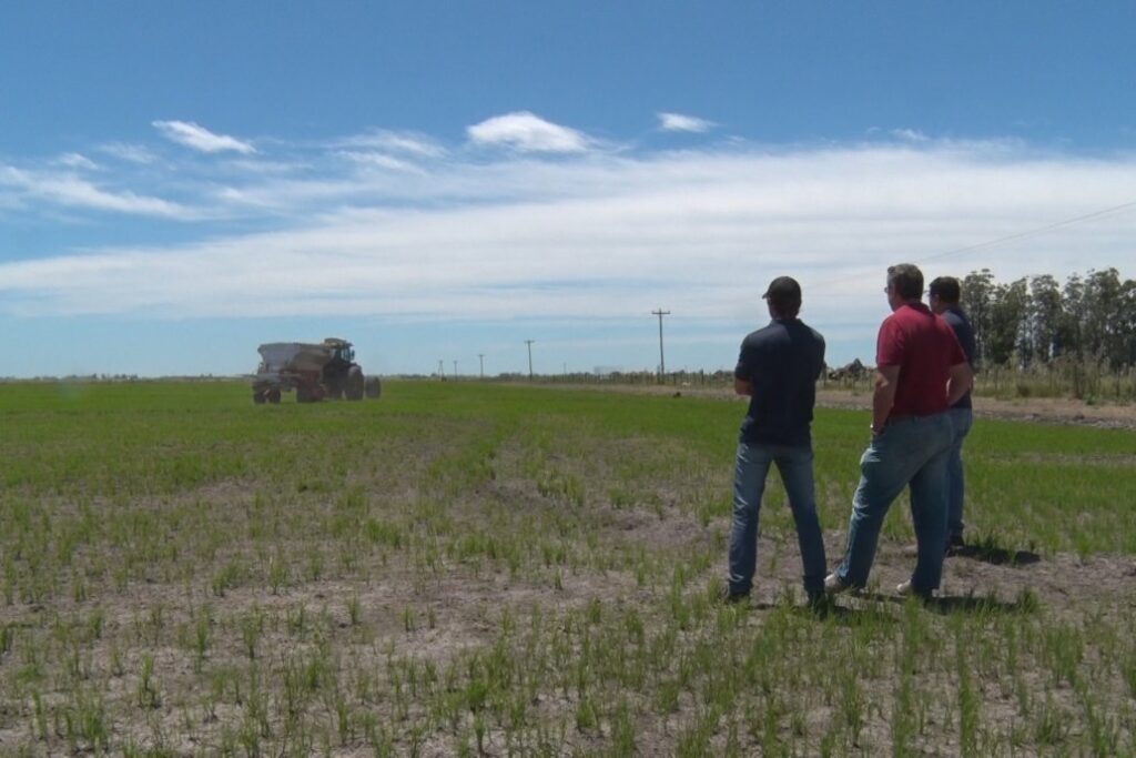 En la provincia se acaba la plantación de arroz sobre 59.000 hectáreas. Foto: Campo en Acción.