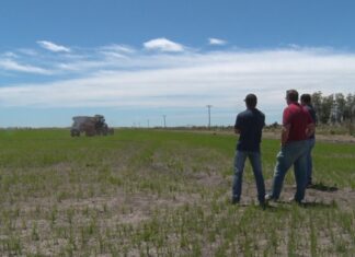 En la provincia se acaba la plantación de arroz sobre 59.000 hectáreas. Foto: Campo en Acción.