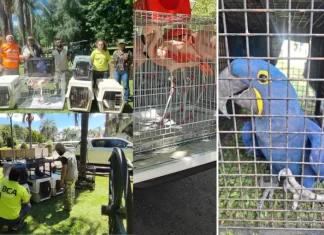 Allanamiento en Gualeguay: decomisaron aves silvestres y exóticas en un predio turístico Los animales decomisados en un complejo turístico privado