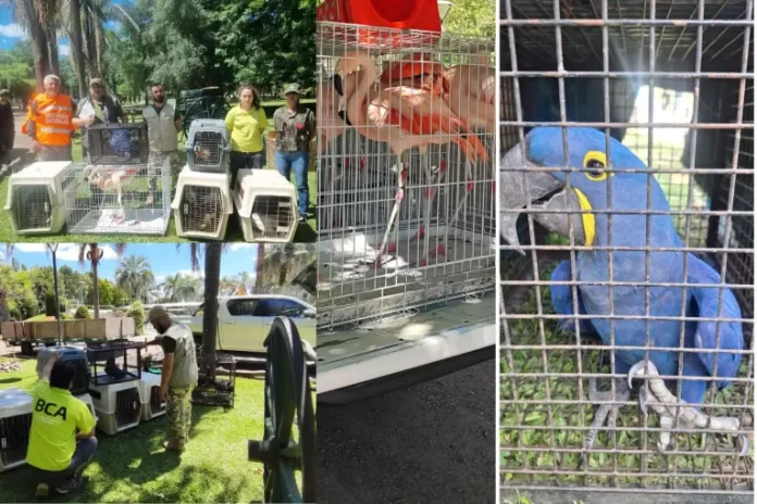 Los animales decomisados en un complejo turístico privado