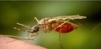 Chikungunya. Foto: Los Angeles Times.