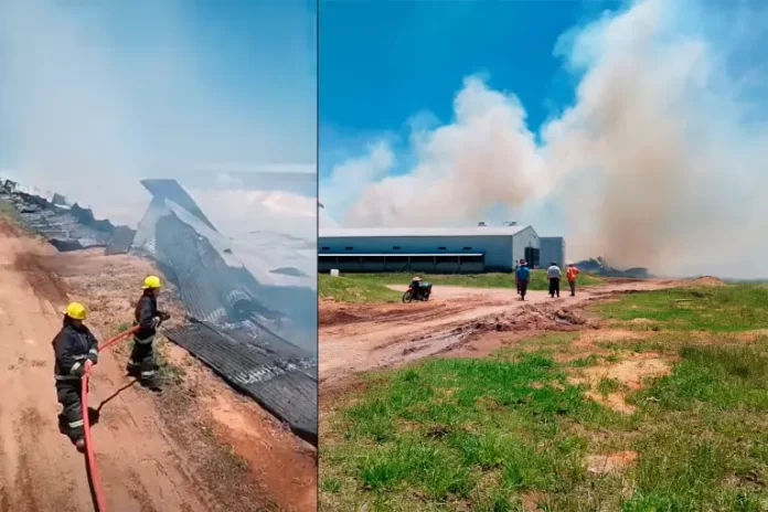 Incendio en un galpón de pollos en Federal Incendio en un galpón de pollos en Federal