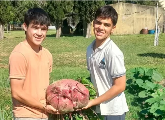 Estudiantes entrerrianos cosecharon una remolacha gigante de 11,8 kilos en una escuela agrotécnica