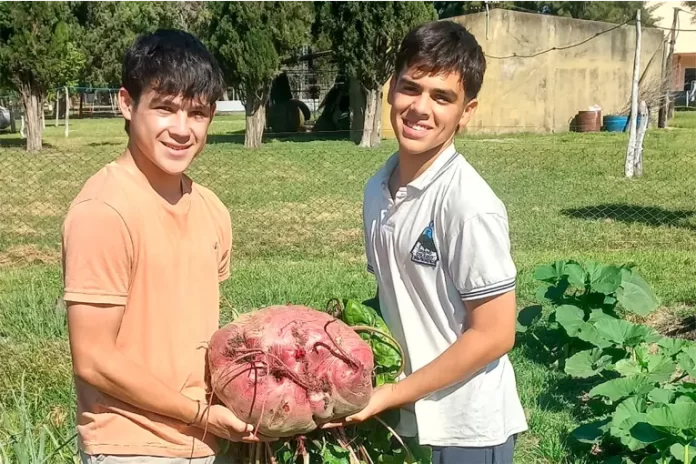 Estudiantes entrerrianos cosecharon una remolacha gigante de 11,8 kilos en una escuela agrotécnica